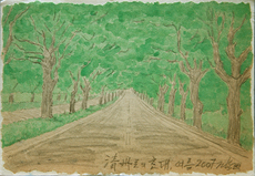 플라타나스 터널.청주.여름