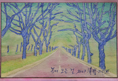 플라타나스 터널.청주.봄